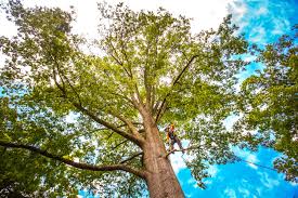 Best Tree Health Inspection  in Chestnut Ridge, NY