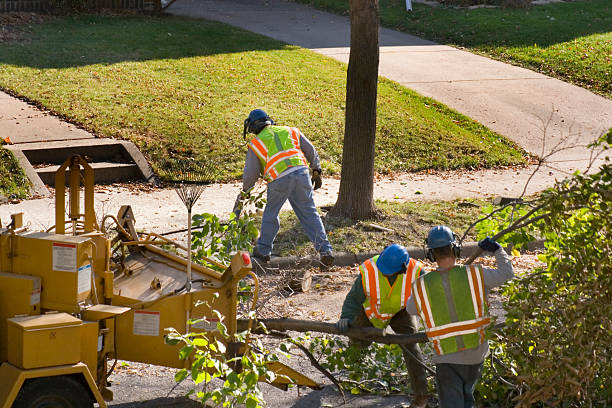 Best Stump Grinding and Removal  in Chestnut Ridge, NY