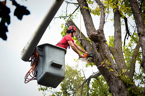 Best Storm Damage Tree Cleanup  in Chestnut Ridge, NY